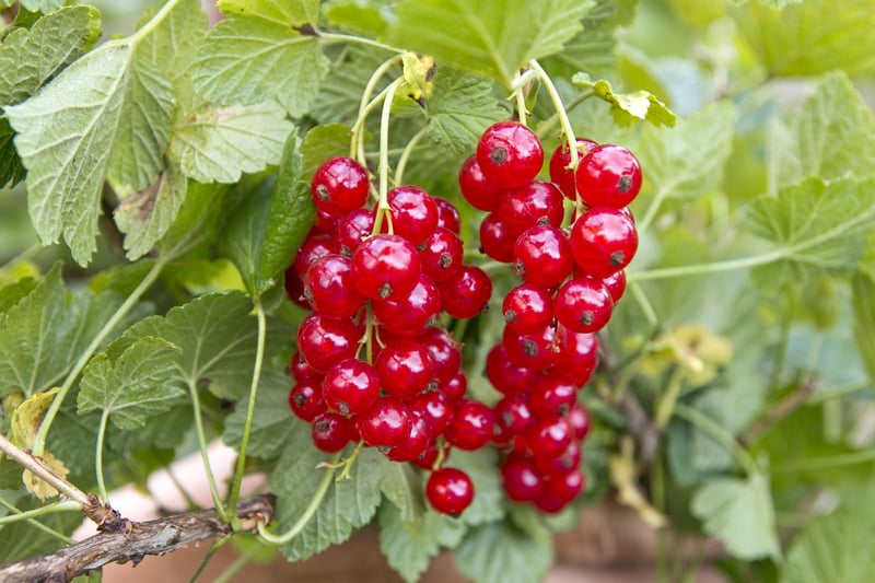 Fruity Summer Delicacies